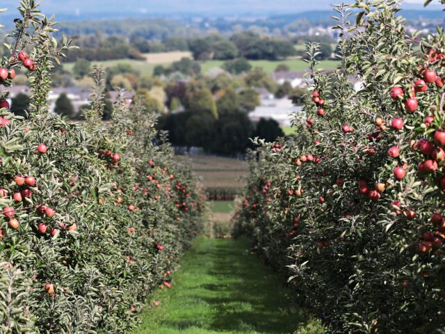 Alternance des arbres fruitiers