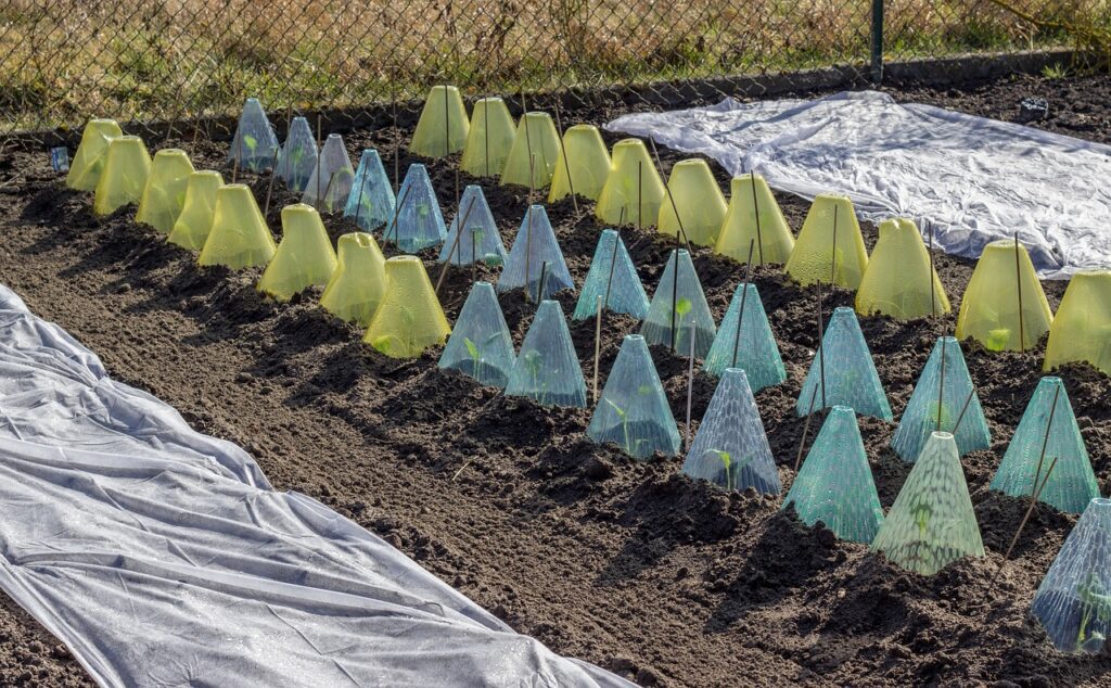 Potager en Novembre