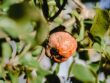 Moniliose aux jardins
