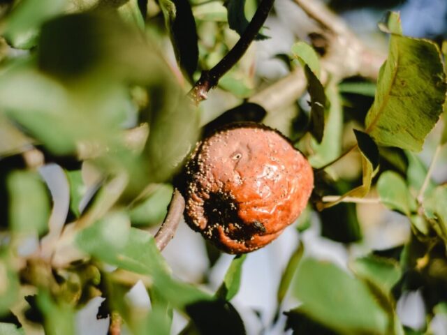 Moniliose aux jardins