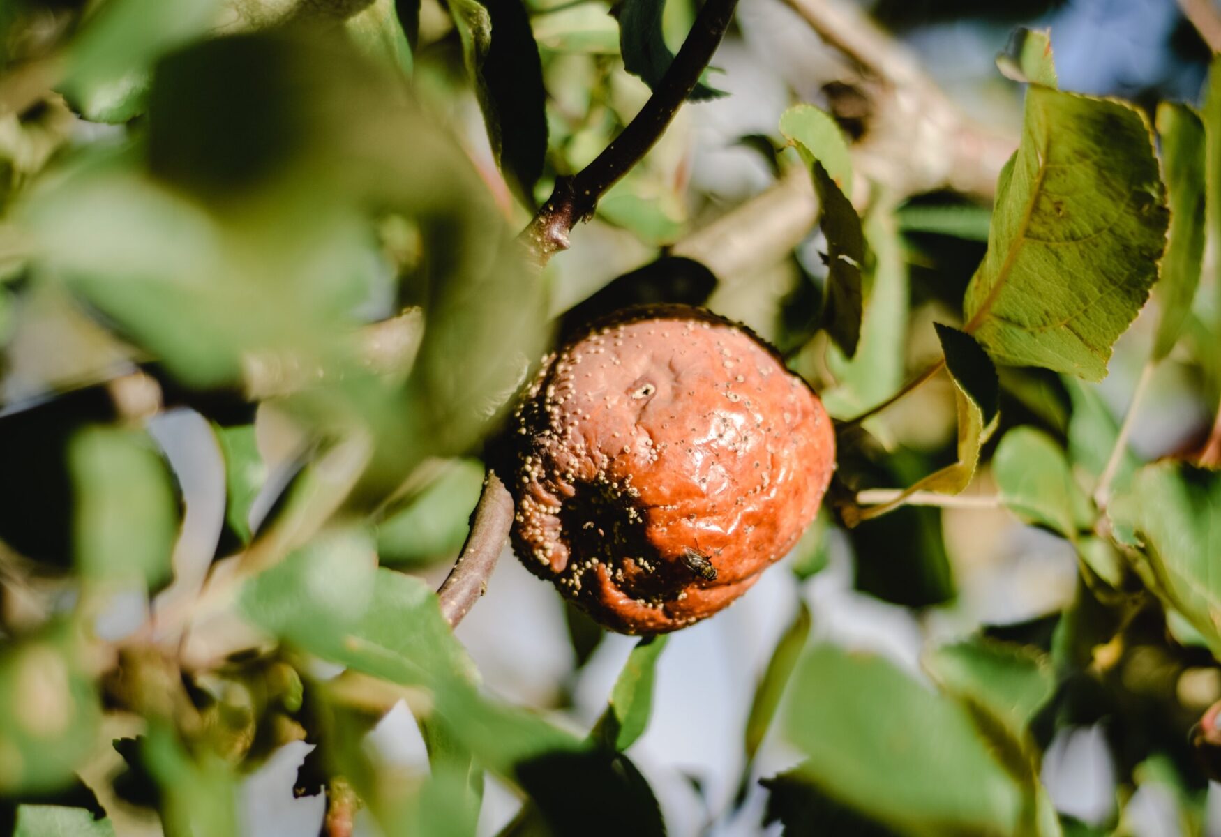 Traitements d'hivers des arbres fruitiers