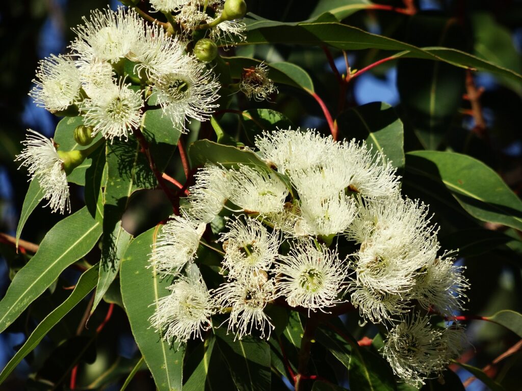 Plantes allélopathiques