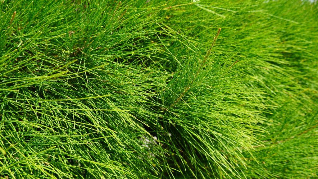 Plantes acidophiles : prêle des champs