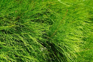 Adventices redoutables : 3 techniques pour une lutte efficace