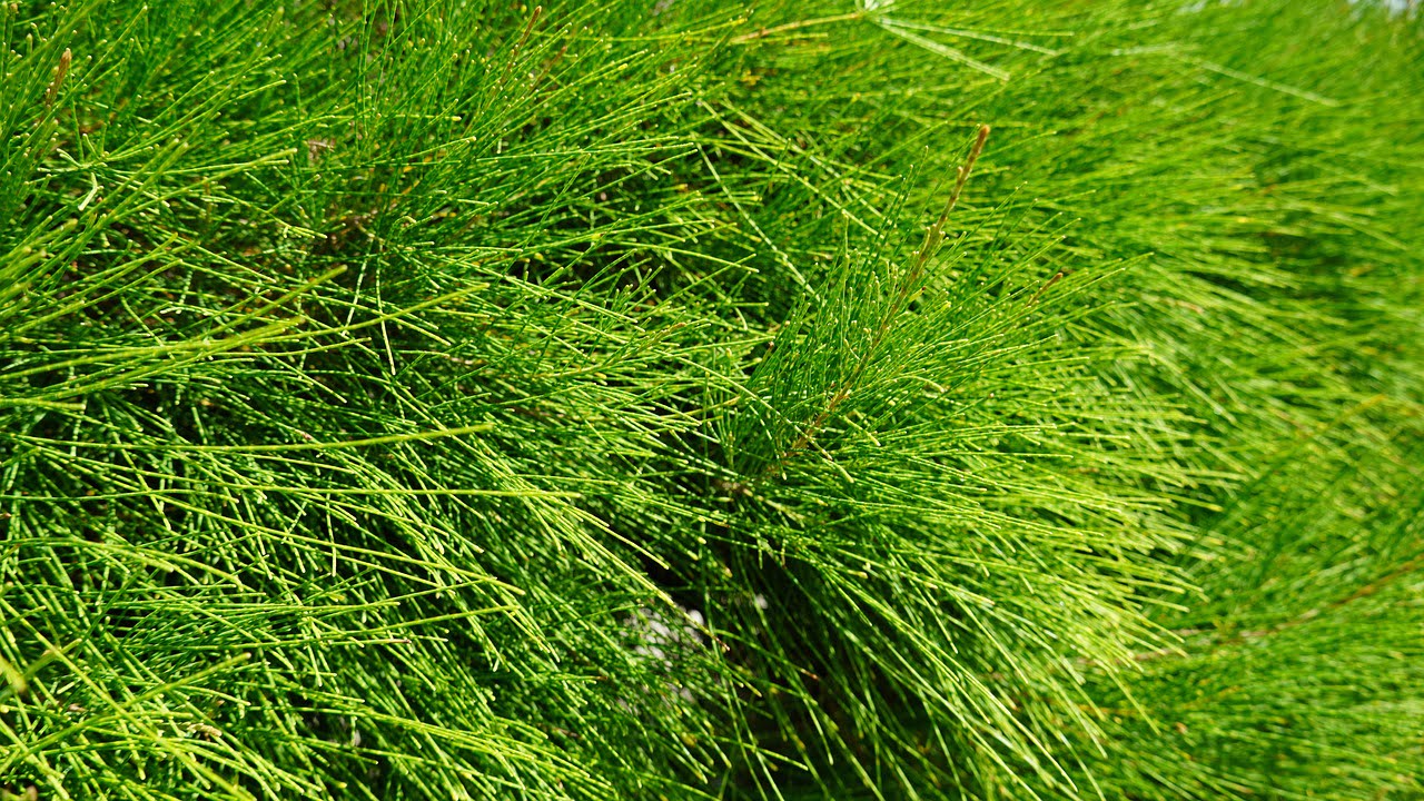 Plantes acidophiles aux jardins