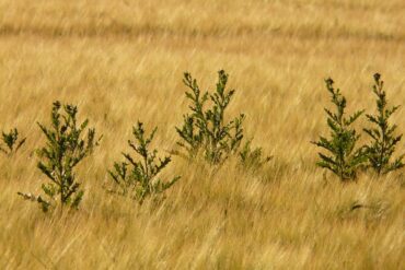 Gestion des adventices : 4 techniques de contrôle efficaces.