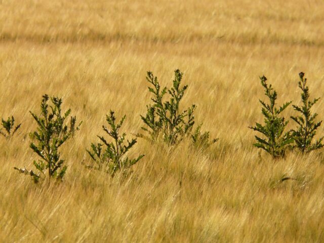 sélectivité des herbicides
