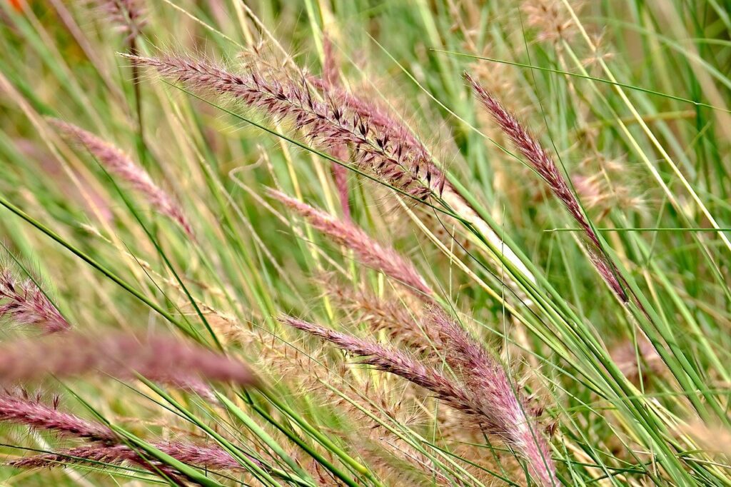 Adventices redoutables : Vulpins