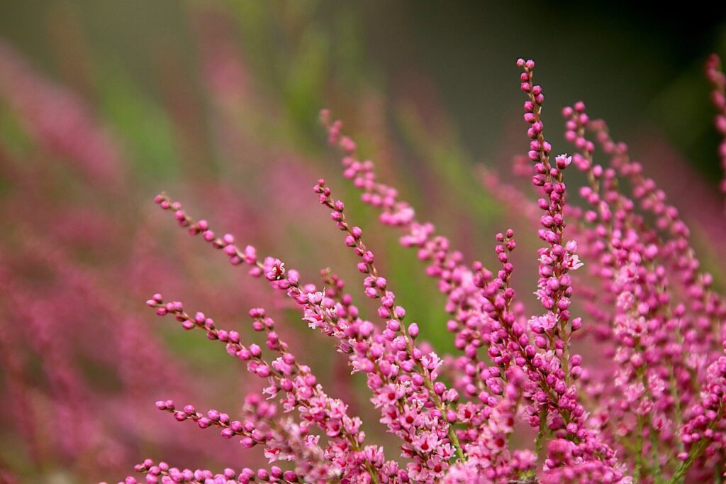 Plantes acidophiles : Bruyères