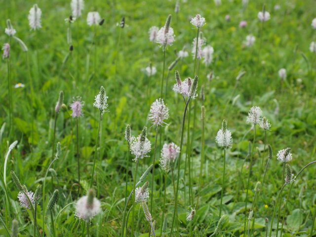 Plantes Bio-indicatrices