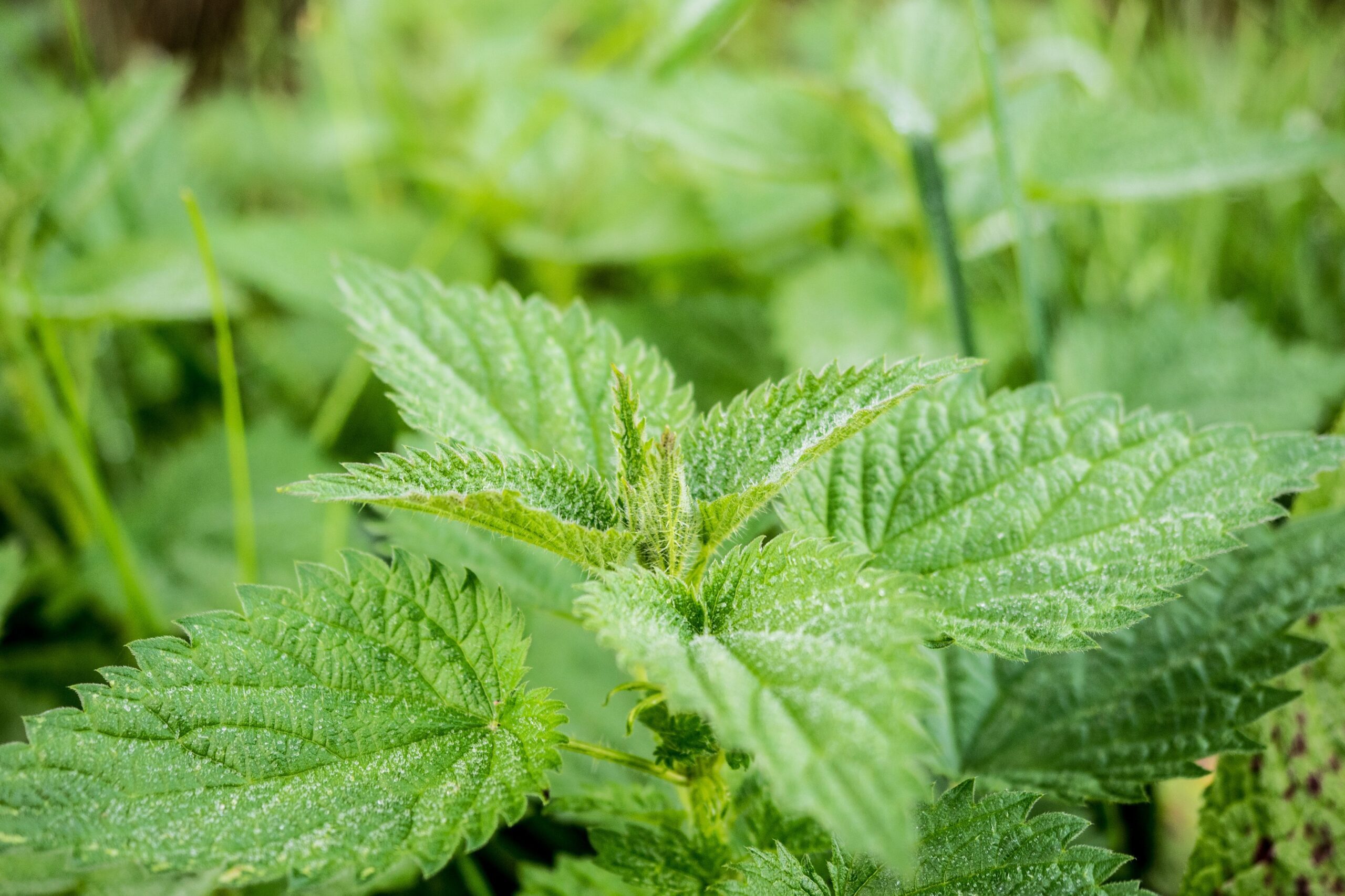 Plantes bio-indicatrices : Ortie