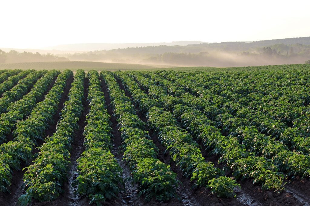 Plantes acidophiles : pomme de terre