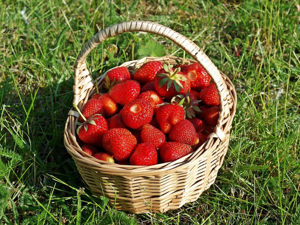 Conservation des fruits et légumes