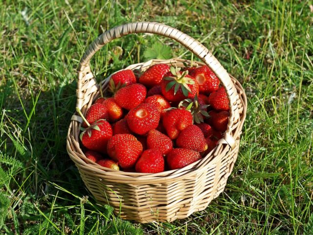 Conservation des fruits et légumes