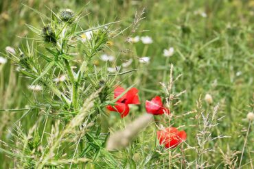 Plantes bio-indicatrices : 3 infos importantes à déduire !
