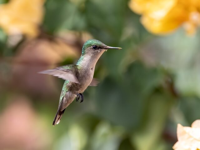 Pollinisation chez les végétaux