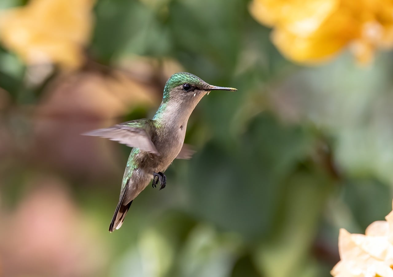 Pollinisation chez les végétaux