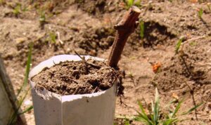 Multiplication végétative