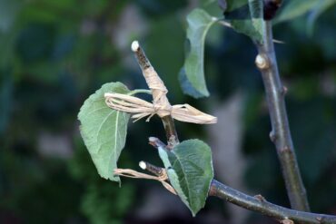 Plantes à parfum au jardin : 10 espèces magnifiques.