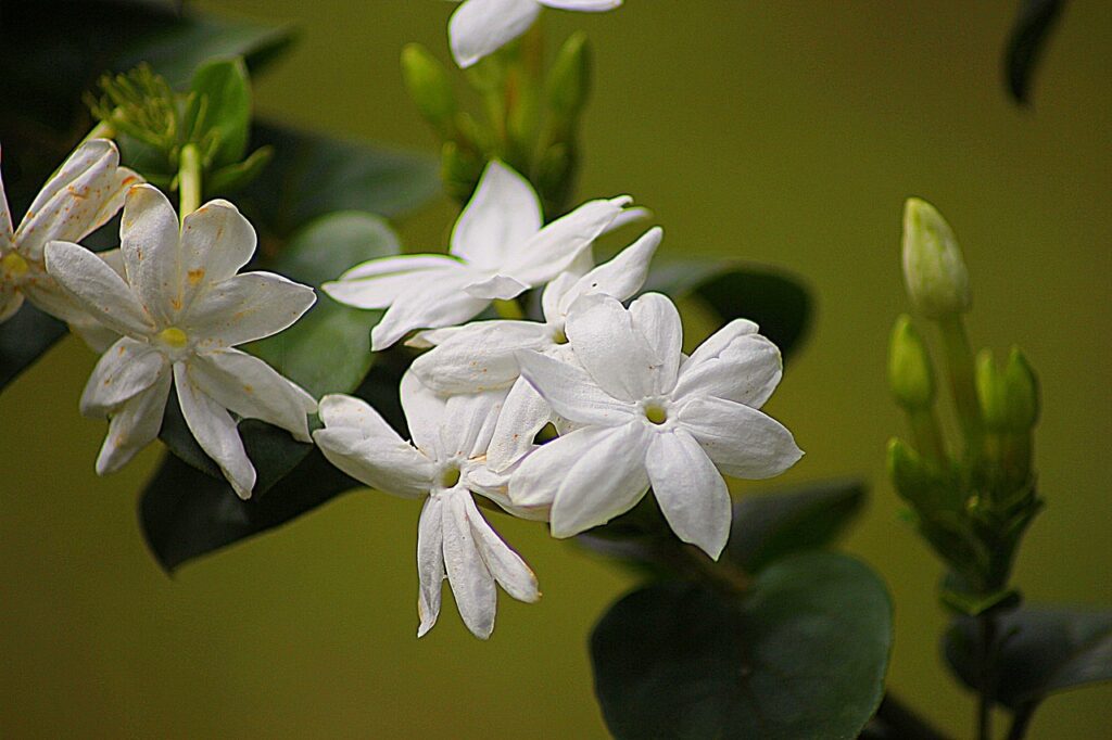 Plantes à parfum : Jasmin