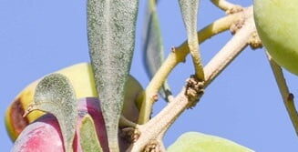 Maladies et ravageurs de la culture olivier