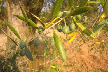 Biostimulants en agriculture (plantes) : 7 types essentiels.