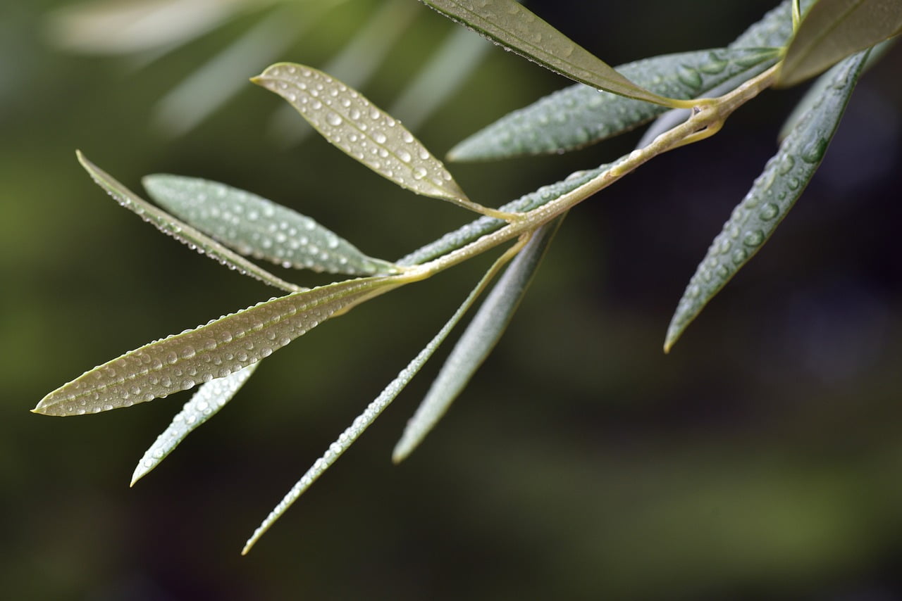 Analyses foliaires