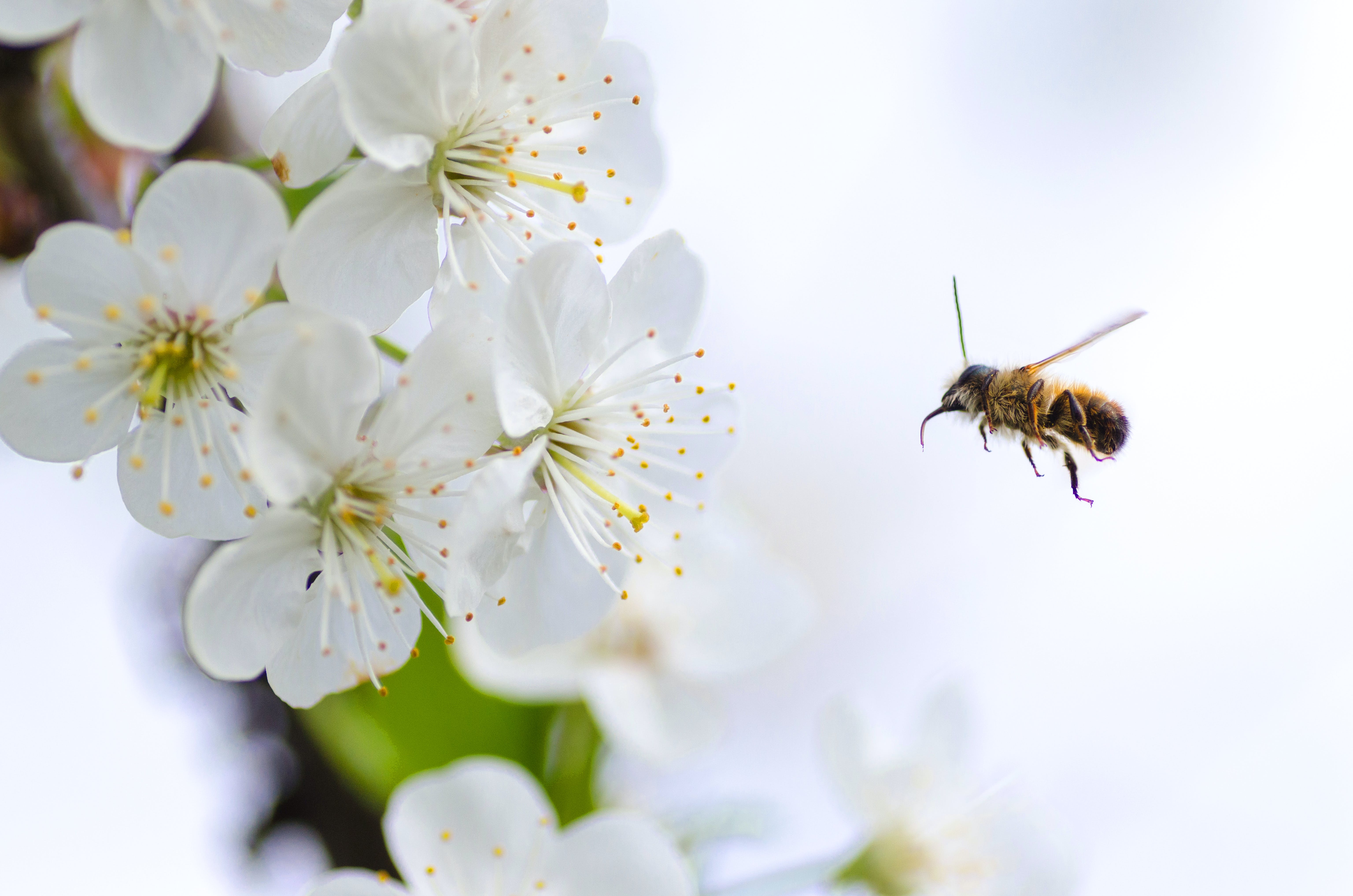 Pollinisation chez les végétaux