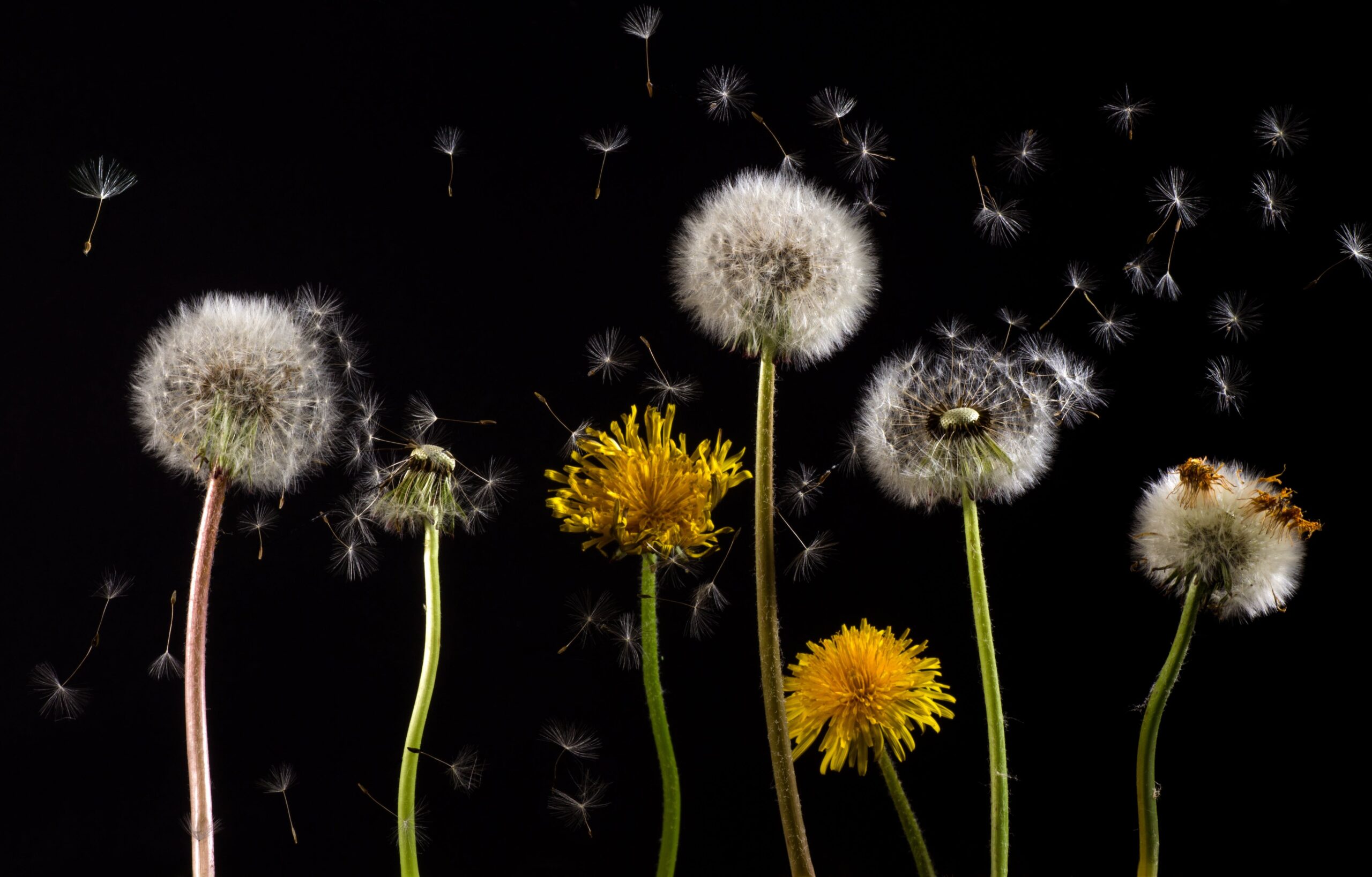 Pollinisation par le vent
