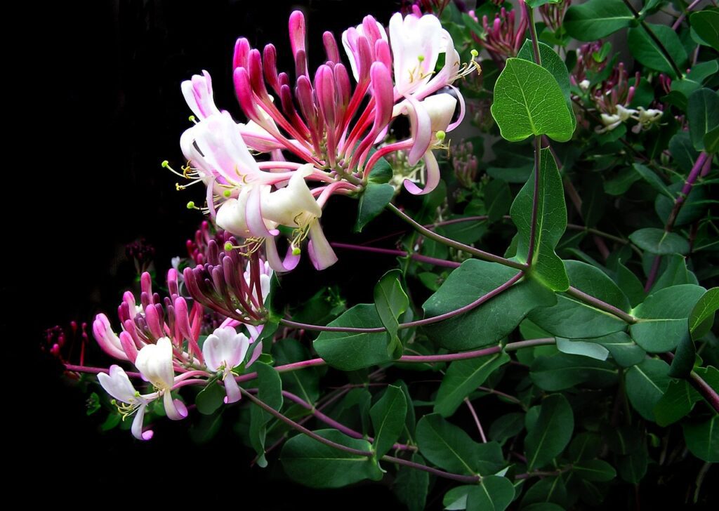 Plantes à parfum : Chèvrefeuille