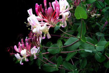 Multiplication végétative des plantes : 7 types importants.