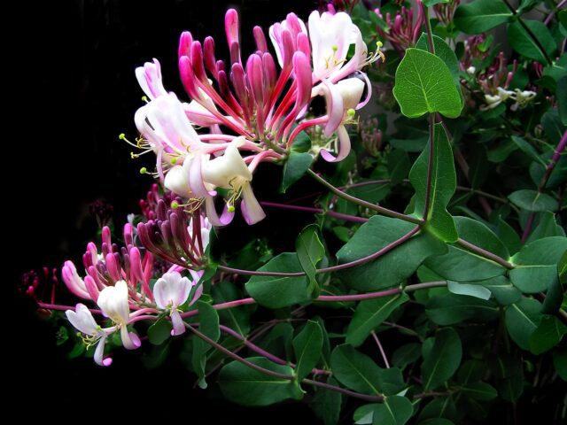 Plantes à parfum au jardin