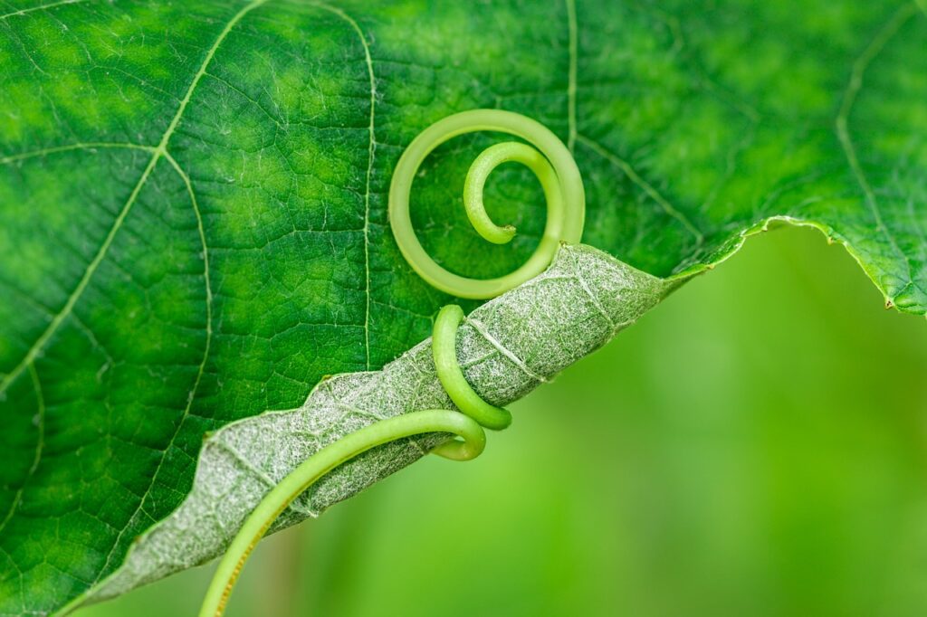 Analyses foliaires