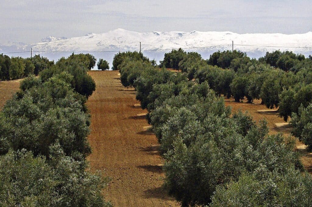 Irrigation d’appoint