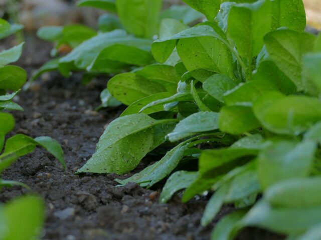 Potager en Avril