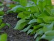 Potager en Avril