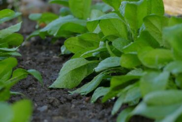 Thrips phytophages en ornement : 3 luttes efficaces !