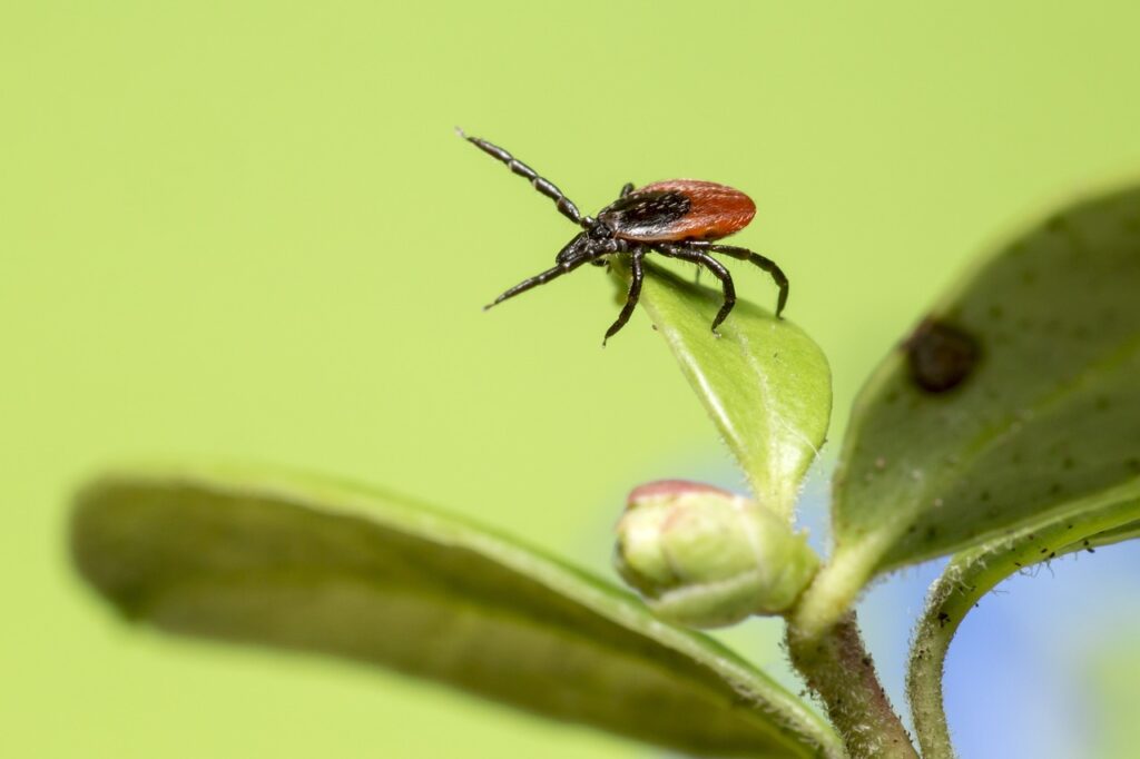 Acariens phytophages