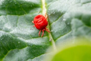 Eau d’irrigation insuffisante : 13 solutions importantes.