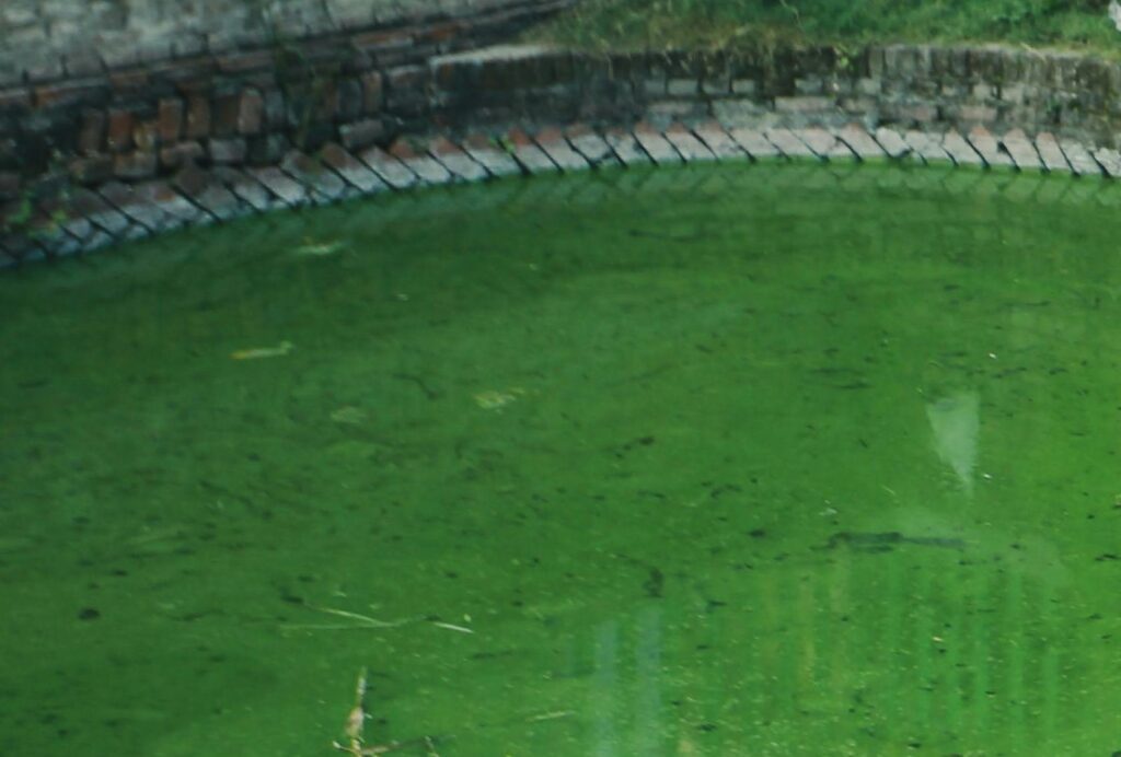 Bassins d'irrigation : algues