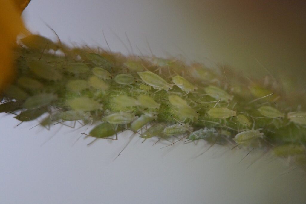 pucerons phytophages