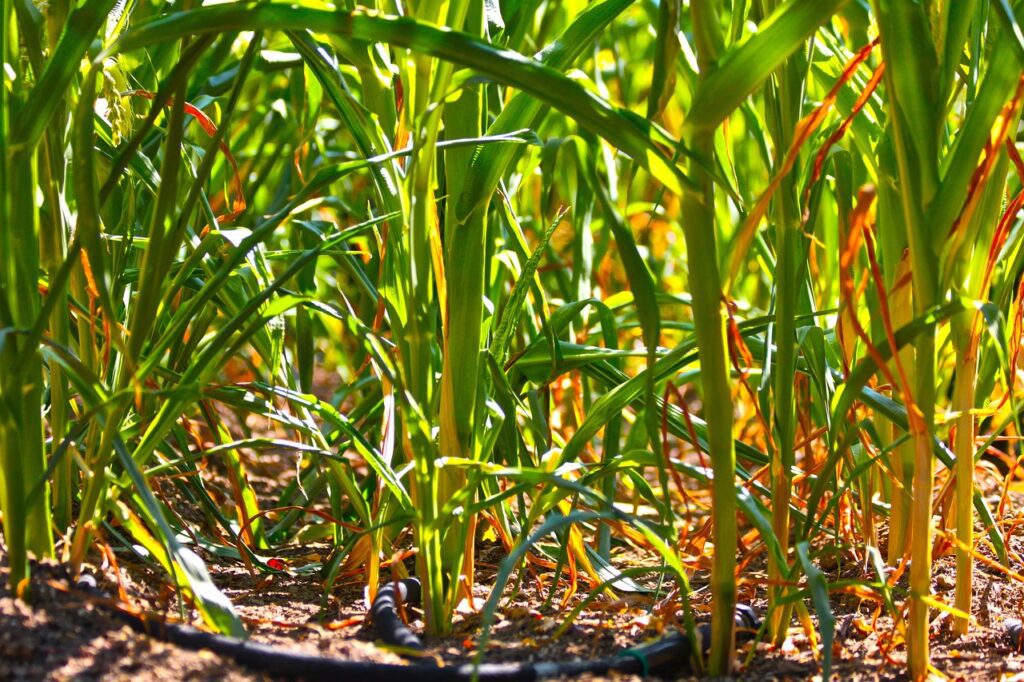 Réseaux d'irrigation