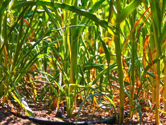 Irrigation en été