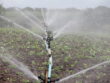 eau d'irrigation