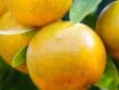 Mouches blanches ravageuses de cultures