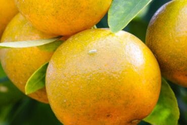 Mouches blanches phytophages au jardin : 3 luttes efficaces.