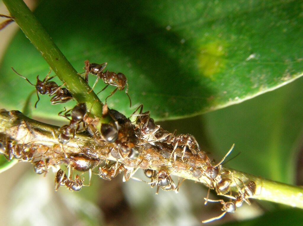pucerons phytophages