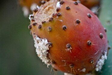 Fertilisation des cultures : 5 précautions importantes !