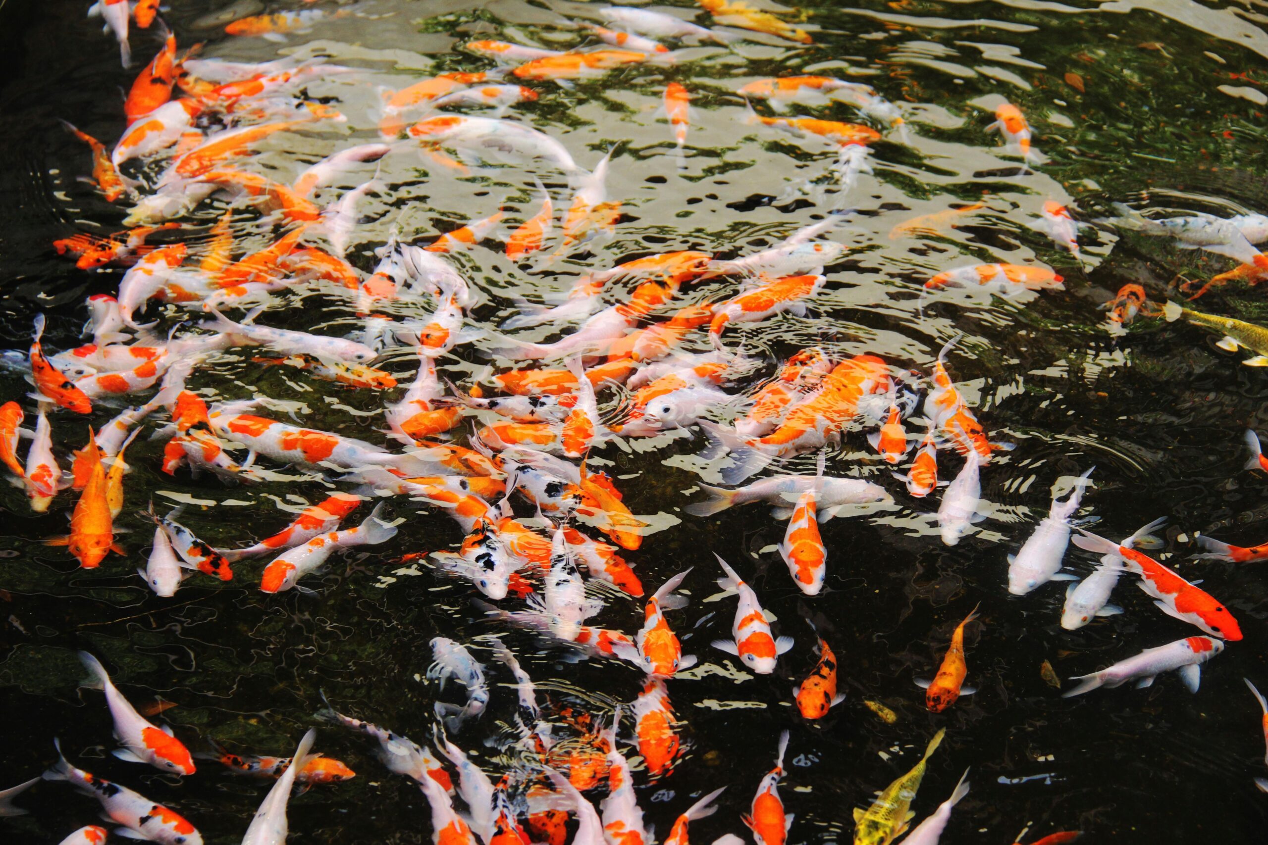 Bassins d'irrigation : Poissons