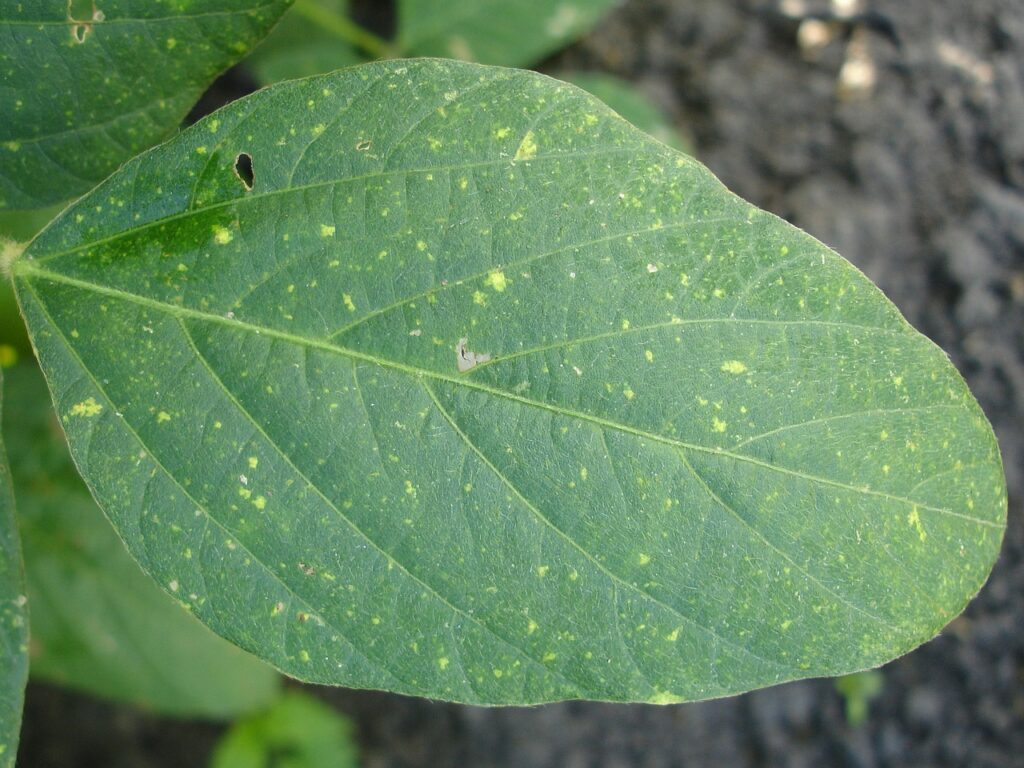 Acariens phytophages : symptômes d'attaques sur feuilles.